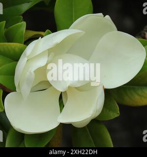 Gros plan d'une seule fleur blanche Magnolia Grandiflora ou Magnolia du Sud. Banque D'Images