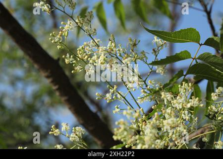 Fleur d'arbre de neem, feuilles. Arbre NIM. Azadirachta indica. Margosa. Lilas indien. Arrière-plan de la nature. Banque D'Images