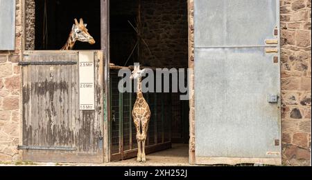 Girafe de Rothschild Giraffa camelopardalis camelopardalis animaux captifs Banque D'Images