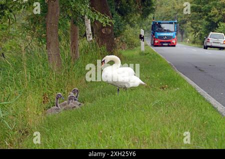 12.07.2017 Schwan & Küken Deutschland/ Sachsen Anhalt/ Altmark/ Bördekreis/ Landstrasse zwischen Röwitz und Buchhorst in Richtung Oebisfelde/ l 22/ seit einigen Jahren ziehen Schwäne ihre Jungen direkt an der strasse auf/ wegen dem Straßenverkehr leben die Tiere sehr gefährlich/ LKW und PKW auf der Straße *** 12 07 2017 Swan Chicks Allemagne Saxe Anhalt Altmark Bördekreis Landstrasse entre Röwitz et Buchhorst en direction de Oebisfelde l 22 depuis plusieurs années, les cygnes élèvent leurs petits directement sur le route à cause de la circulation routière les animaux vivent très dangereusement camions et Banque D'Images