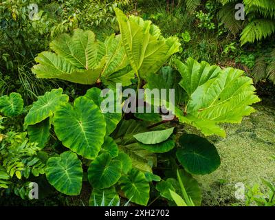 Plantation exotique à Tremenheere, Penzance, Royaume-Uni avec les grandes feuilles Gunnera manicata et Colocasia esculenta Banque D'Images