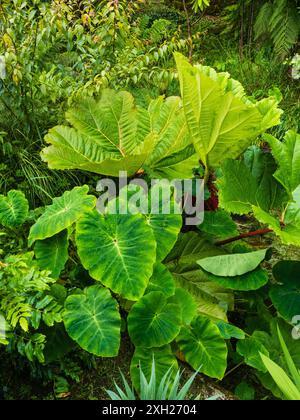 Plantation exotique à Tremenheere, Penzance, Royaume-Uni avec les grandes feuilles Gunnera manicata et Colocasia esculenta Banque D'Images