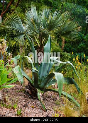 Plantation exotique à Tremenheere, Penzance, Royaume-Uni avec Agave americana et Brahea armata Banque D'Images