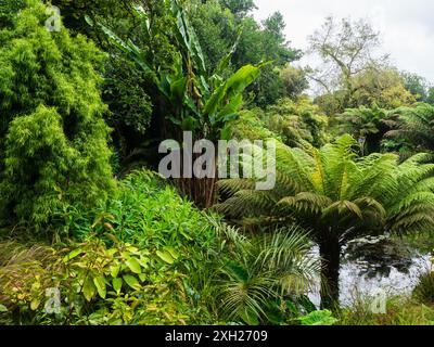 Plantation exotique à Tremenheere, Penzance, Royaume-Uni avec Dicksonia antarctica et Musa Basjoo Banque D'Images