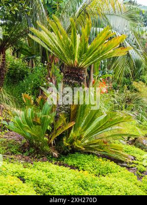 Plantation exotique à Tremenheere, Penzance, Royaume-Uni avec de grands palmiers sagou, Cycas revoluta Banque D'Images