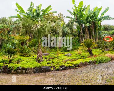 Plantation exotique à Tremenheere, Penzance, Royaume-Uni avec Cycas revoluta, Butia odorata et Musa basjoo Banque D'Images