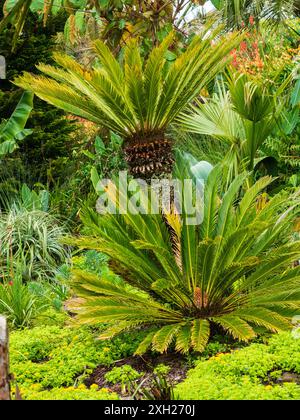 Plantation exotique à Tremenheere, Penzance, Royaume-Uni avec de grands palmiers sagou, Cycas revoluta Banque D'Images