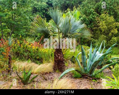 Plantation exotique à Tremenheere, Penzance, Royaume-Uni avec Agave americana et Brahea armata Banque D'Images