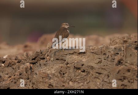 Piper de sable commun debout sur la roche, fond naturel. Banque D'Images