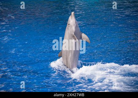 Dauphin effectuant un stand de queue dans l'eau Banque D'Images