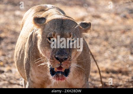 Portrait d'un lion regardant la caméra avec la bouche sanglante après avoir mangé un meurtre - Nairobi National Park Kenya Afrique Banque D'Images