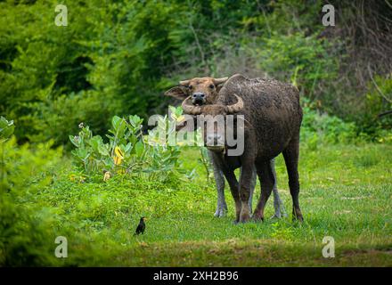 Le buffle BUA Friendly sourit au photographe. Banque D'Images