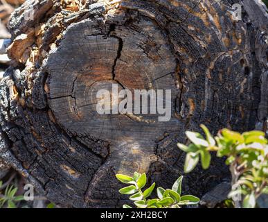 Gros plan détaillé d'une souche d'arbre avec des fissures visibles, entourée d'herbe verte, mettant en valeur des textures naturelles et des motifs organiques dans une forêt ensoleillée. Banque D'Images