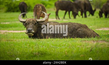 Le buffle BUA Friendly sourit au photographe. Banque D'Images