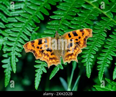 Femelle virgule, forme hutchinsoni. Arbrook Common, Claygate, Surrey, Angleterre. Banque D'Images