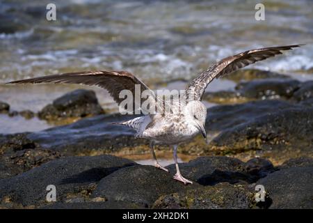 Jeune Goéland à pattes jaunes (Larus michahellis) marchant avec des ailes ouvertes sur la côte Banque D'Images