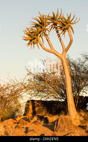 Un arbre Quiver, Aloidendron dichotomum, dans le soleil doré de fin d'après-midi Banque D'Images