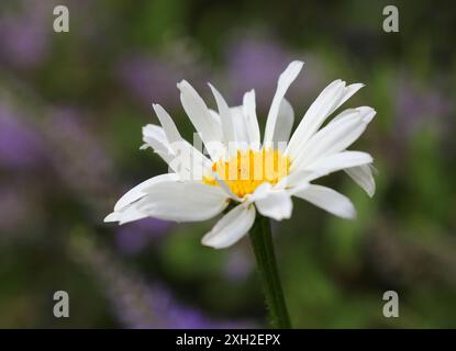 Un gros plan de la Shasta Daisy, leucanthème pérenne Banque D'Images