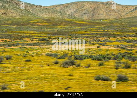 Un avion à l'intérieur de quelques koppies du nord du Namaqualand, en Afrique du Sud, jaune pendant la floraison printanière. Banque D'Images