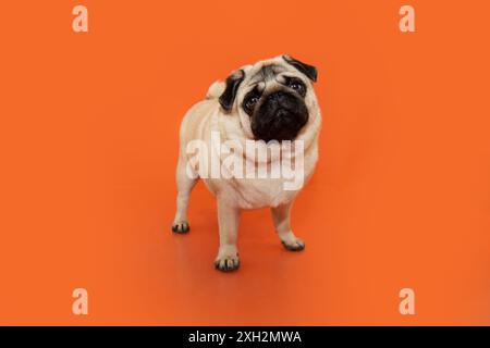 Portrait chien chiot mignon chiot regardant la caméra. Isolé sur couleur unie orange. Vacances d'Halloween Banque D'Images