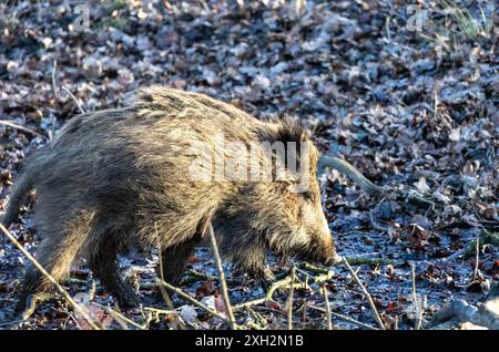 Sanglier (sus scrofa) dans la forêt. Banque D'Images