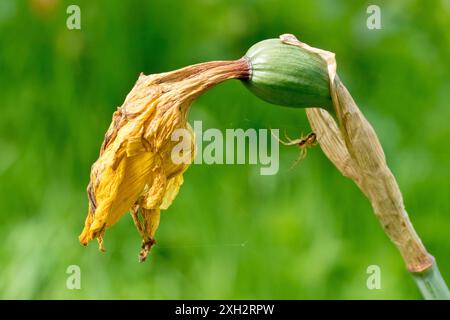 Jonquille (narcisse), gros plan d'une seule fleur morte, flétrie ou fanée, isolée de l'arrière-plan. Banque D'Images