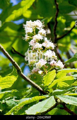Châtaigne de cheval ou arbre de Conker (aesculus hippocastanum), gros plan d'une seule pointe ou pulvérisation de fleurs blanches debout sur une branche de l'arbre. Banque D'Images