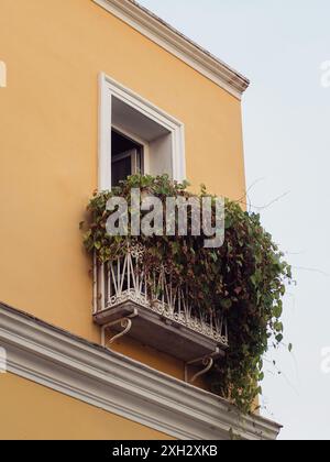 Charmant balcon italien orné de lierre luxuriante : gros plan vertical de la façade jaune avec des détails blancs à Olbia, Sardaigne. Banque D'Images