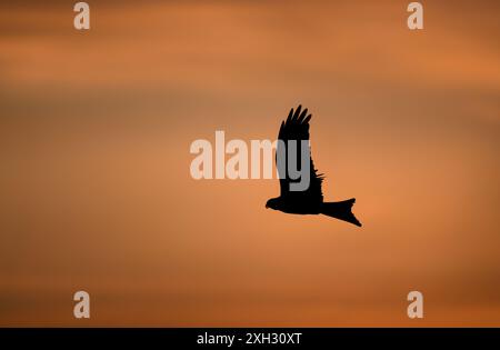 Silhouette d'un cerf-volant rouge en vol au coucher du soleil, Royaume-Uni. Banque D'Images
