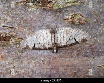 Eupithecia insigniata, une teigne de carlin à pignons, reposant sur un tronc d'arbre. Banque D'Images