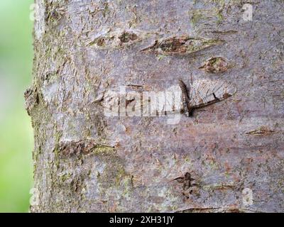 Eupithecia insigniata, une teigne de carlin à pignons, reposant sur un tronc d'arbre. Banque D'Images