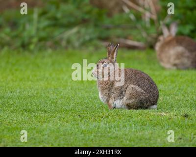 Un lapin européen, Oryctolagus cuniculus, ou coney, assis sur une pelouse. Banque D'Images