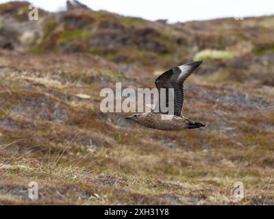 Un grand skua, Stercorarius skua, en vol. Banque D'Images