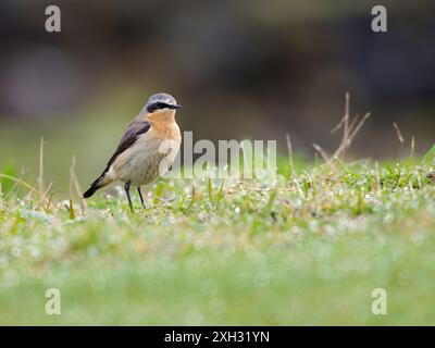 Un wheatear du nord mâle ou juste, wheatear, Oenanthe oenanthe, debout sur l'herbe. Banque D'Images