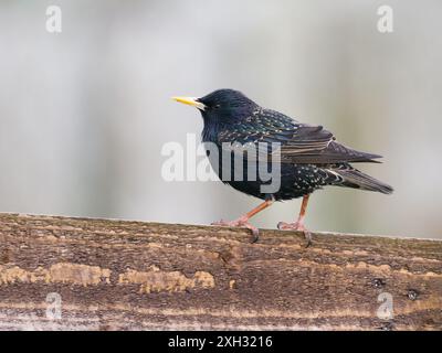 Un étourneau commun, Sturnus vulgaris, également connu sous le nom d'étourneau européen ou juste étourneau. Banque D'Images