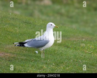 Un goéland commun ou mew de mer, Larus canus, debout dans un champ. Banque D'Images