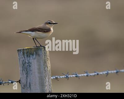 Une femme du nord wheatear ou juste, wheatear, Oenanthe oenanthe, perchée sur un poteau de clôture. Banque D'Images
