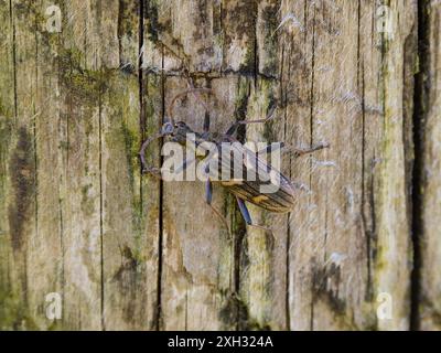 Rhagium bifasciatum, le coléoptère longhorn à deux bandes, reposant sur un poteau de clôture. Banque D'Images