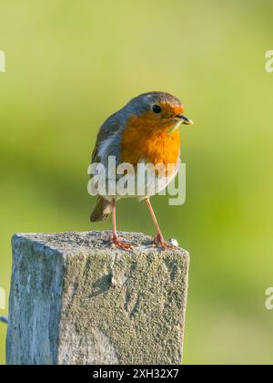 robin européen, Erithacus rubecula, connu sous le nom de robin ou robin RedBreast. Banque D'Images