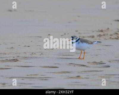 Un pluvier annelé commun ou pluvier annelé, Charadrius hiaticula, debout sur le rivage. Banque D'Images