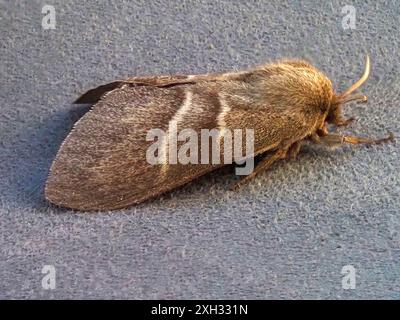 Macrothylacia rubi, la teigne du renard. Banque D'Images