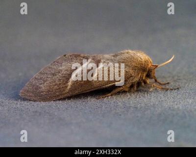 Macrothylacia rubi, la teigne du renard. Banque D'Images