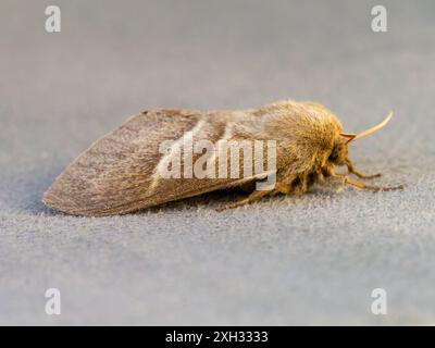 Macrothylacia rubi, la teigne du renard. Banque D'Images