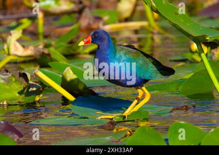 Gallinule violette américaine pataugant sur des nénuphars dans un marais peu profond. Anhinga Trail Area du parc national des Everglades, Floride, États-Unis. Banque D'Images