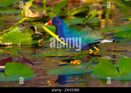 Gallinule violette américaine pataugant dans un marais peu profond. Anhinga Trail Area du parc national des Everglades, Floride, États-Unis. Banque D'Images