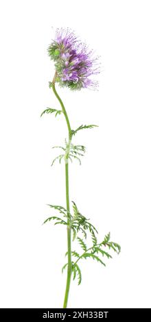 Fleurs de phacélie isolées sur fond blanc. Fleurs violettes claires de Lacy phacelia ou de tanaisie bleue Banque D'Images
