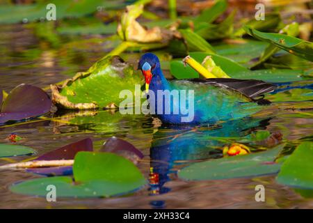 Gallinule violette américaine pataugant dans un marais peu profond. Anhinga Trail Area du parc national des Everglades, Floride, États-Unis. Banque D'Images