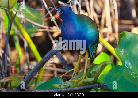 Gallinule violette américaine marchant sur la végétation flottante. Anhinga Trail Area du parc national des Everglades, Floride, États-Unis. Banque D'Images