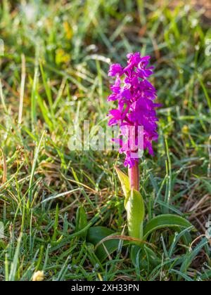 Orchis mascula, orchidée violette précoce ou orchis printanier précoce. Banque D'Images