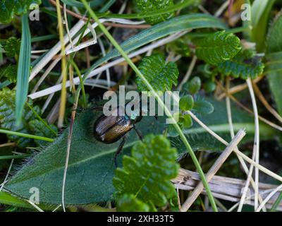 Phyllopertha horticola, le chafer du jardin ou le coléoptère du feuillage du jardin. Banque D'Images